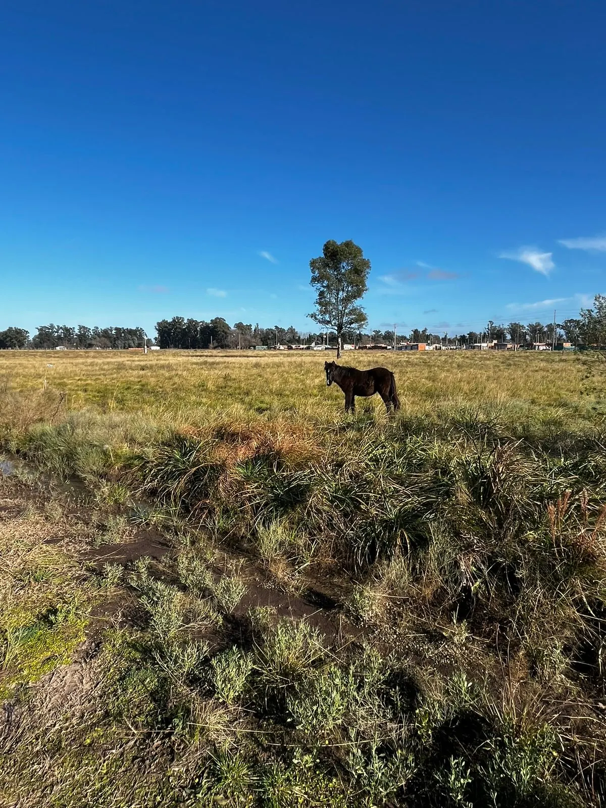Caballo en el predio La Dueña